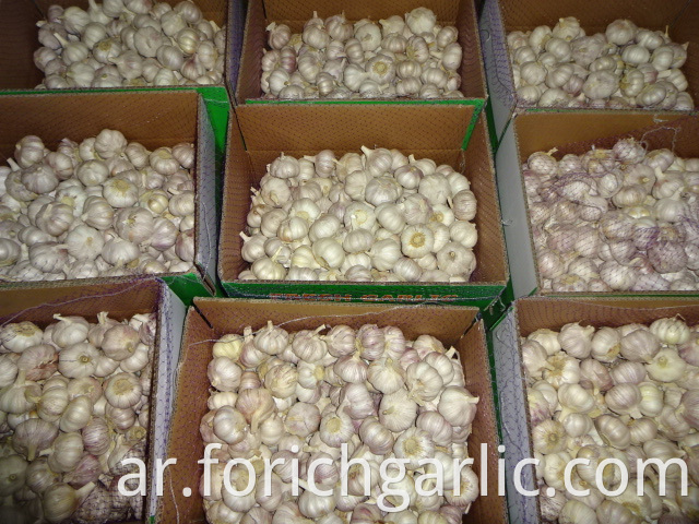 Fresh Regular Garlic Price
